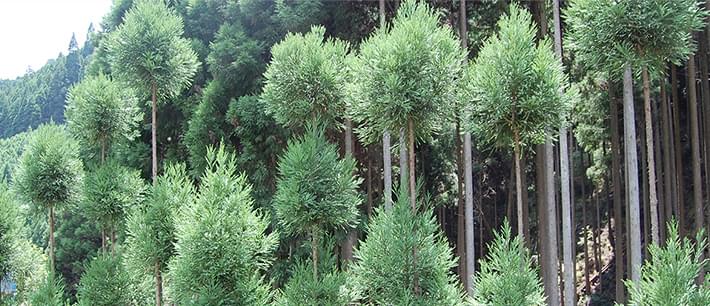 北山杉（北山丸太）について